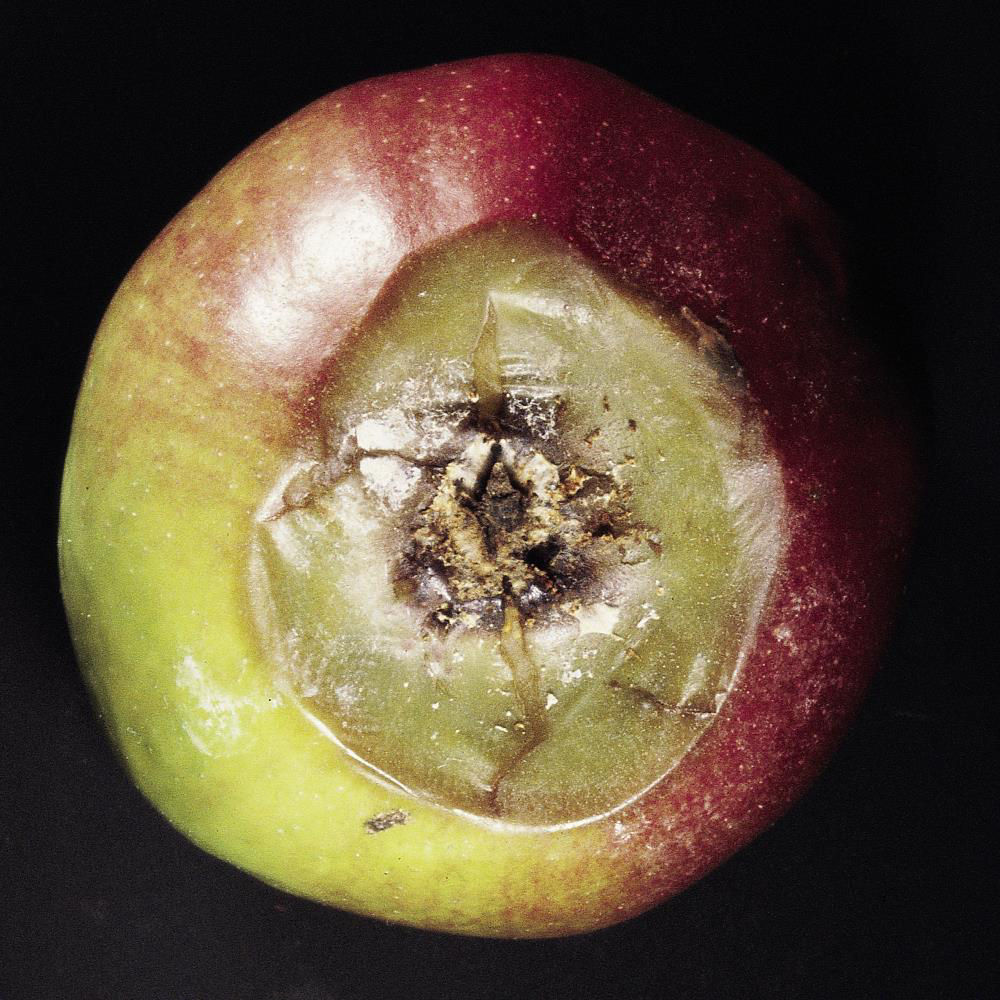 Nectria Fruit  Rot